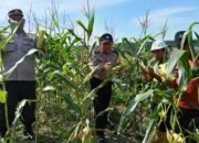 *Polsek Tualang dan PT. AIP/TSE Gelar Panen Raya Jagung Wujudkan Swasembada Pangan di Siak*