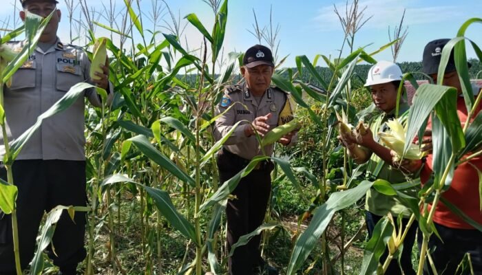 *Polsek Tualang dan PT. AIP/TSE Gelar Panen Raya Jagung Wujudkan Swasembada Pangan di Siak*