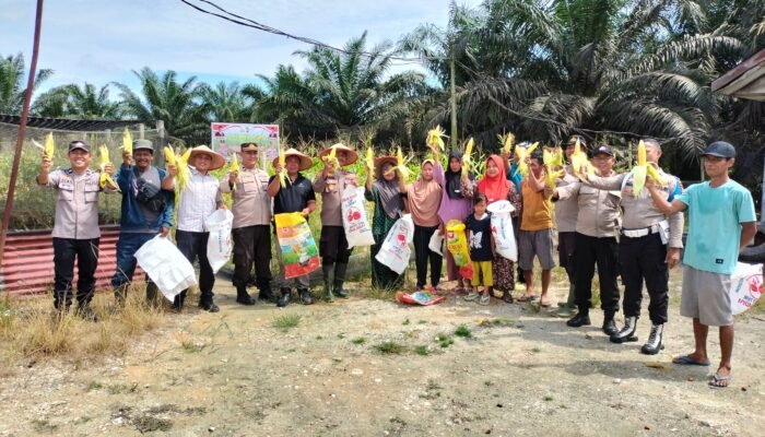 *Kapolsek Tualang Pimpin Panen Raya Jagung di Kampung Pinang Sebatang, Dukung Program Ketahanan Pangan*
