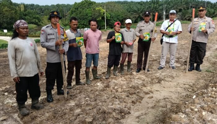 *Polsek Tualang Turut Andil dalam Program Asta Cita Lewat Penanaman Jagung di PT. AIP Di Lahan 1 Hektar.*