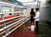 Rutan Ambon Kembali Laksanakan Penanaman Selada Hidroponik untuk Wujudkan Ketahanan Pangan
