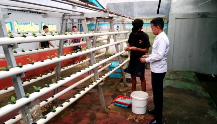 Rutan Ambon Kembali Laksanakan Penanaman Selada Hidroponik untuk Wujudkan Ketahanan Pangan