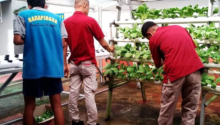 Hasilkan Panen Berkelanjutan, Rutan Ambon Terus Konsisten Dukung Ketahanan Pangan