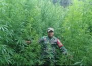 Ladang Ganja di Merek Gagal Panen, Ladangnya Dipanen Kodim 0205/Tanah Karo