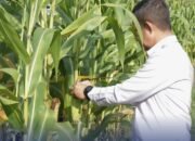 Komitmen Dukung Program Ketahanan Pangan, Kanwil Ditjenpas Riau Panen Jagung