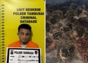 Polsek Tambusai Bekuk Pelaku Pencurian Sawit, Barang Bukti 72 Tandan Diamankan.