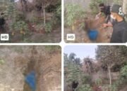 Polres Siak Dan Polsek Tualang Buru Pelaku Pembunuhan Misterius Korban Terkubur di Kebun Di Perawang Barat.