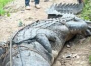 Buaya Raksasa Sepanjang 7 Meter di sungai udan inhil Diamankan Warga.