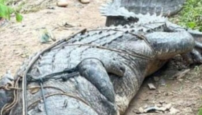 Buaya Raksasa Sepanjang 7 Meter di sungai udan inhil Diamankan Warga.