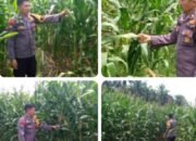 Polsek Kandis Cek Lahan Jagung 2 Hektare di Belutu, Dukung Program Ketahanan Pangan Presiden