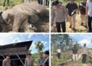 Penemuan Bangkai Anak Gajah di Tesso Nilo, kapolda Riau Turun Cek Lokasi.