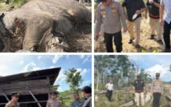 Penemuan Bangkai Anak Gajah di Tesso Nilo, kapolda Riau Turun Cek Lokasi.