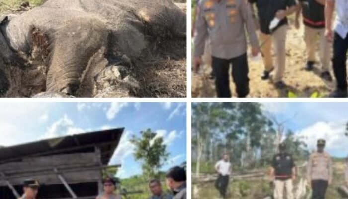 Penemuan Bangkai Anak Gajah di Tesso Nilo, kapolda Riau Turun Cek Lokasi.