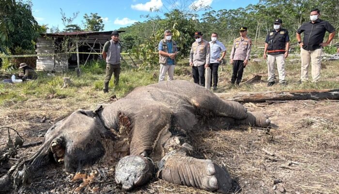 Ditreskrimsus Polda Riau Tetapkan Pemilik Lahan sebagai Tersangka, Kasus Anak Gajah Mati di TNTN.