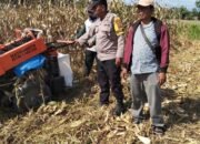 Bhabinkamtibmas Polsek Tanah Jawa Cek dan Bantu Panen Lahan Jagung Warga di Nagori Mariah Humbang
