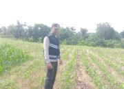 Dukung Ketahanan Pangan, Bhabinkamtibmas Polsek Dolok Batu Nanggar Pantau Langsung Lahan Tanam Jagung Warga