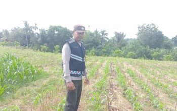 Dukung Ketahanan Pangan, Bhabinkamtibmas Polsek Dolok Batu Nanggar Pantau Langsung Lahan Tanam Jagung Warga
