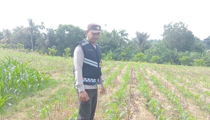 Dukung Ketahanan Pangan, Bhabinkamtibmas Polsek Dolok Batu Nanggar Pantau Langsung Lahan Tanam Jagung Warga
