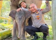 SeEkor Anak gajah betina lahir di Taman Nasional Teso Nilo, (TNTN).  Kapolda Riau Beri Nama  NONA SEROJA.