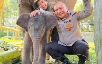 SeEkor Anak gajah betina lahir di Taman Nasional Teso Nilo, (TNTN).  Kapolda Riau Beri Nama  NONA SEROJA.