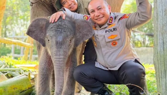 SeEkor Anak gajah betina lahir di Taman Nasional Teso Nilo, (TNTN).  Kapolda Riau Beri Nama  NONA SEROJA.